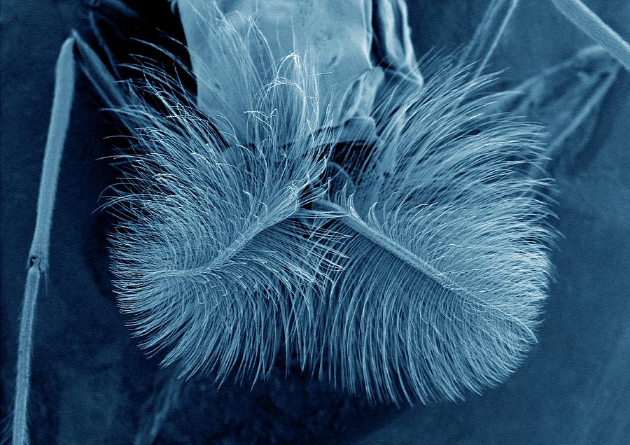 Male Mosquito Antennae Photograph by Kevin Mackenzie / University Of Aberdeen / Science Photo Library