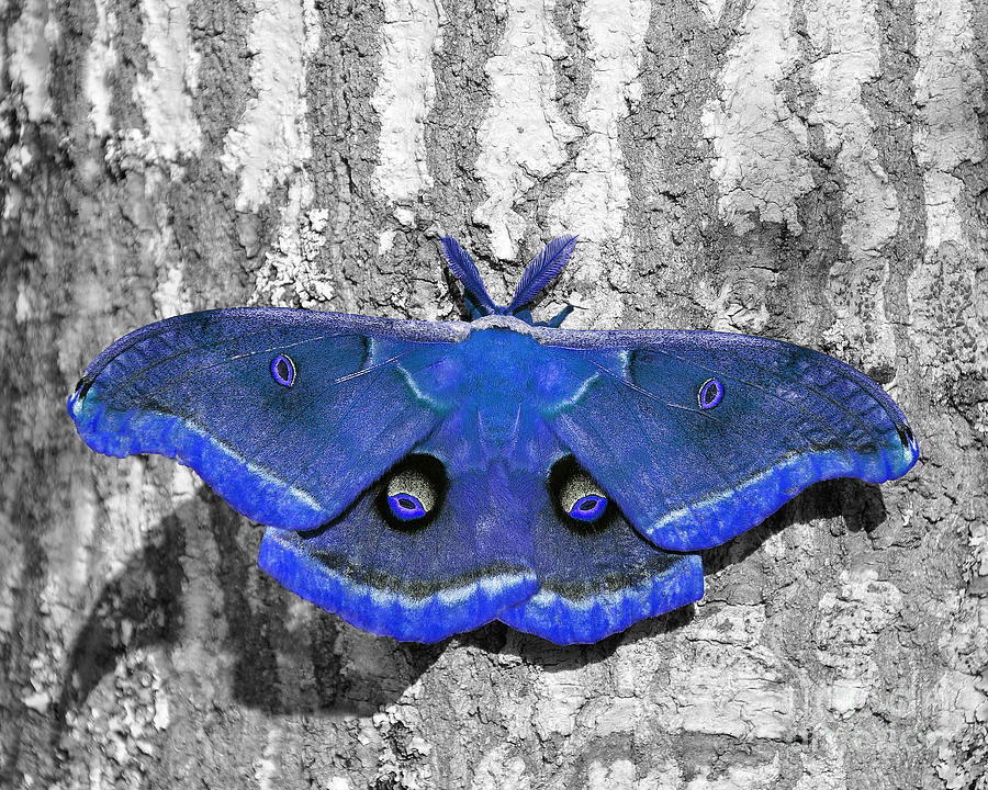 Male Moth - Brilliant Blue Photograph by Al Powell Photography USA
