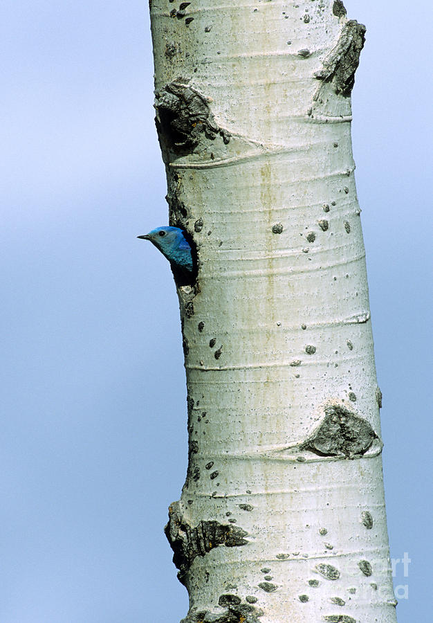 Yellowstone National Park Photograph - Male Mountain Bluebird by William H. Mullins