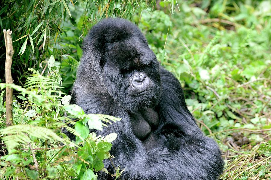Volcanoes National Park Photograph - Male Mountain Gorilla by Dr P. Marazzi/science Photo Library