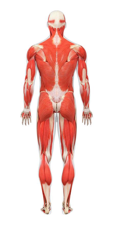 Male Muscle Structure Photograph by Medi-mation/science Photo Library ...