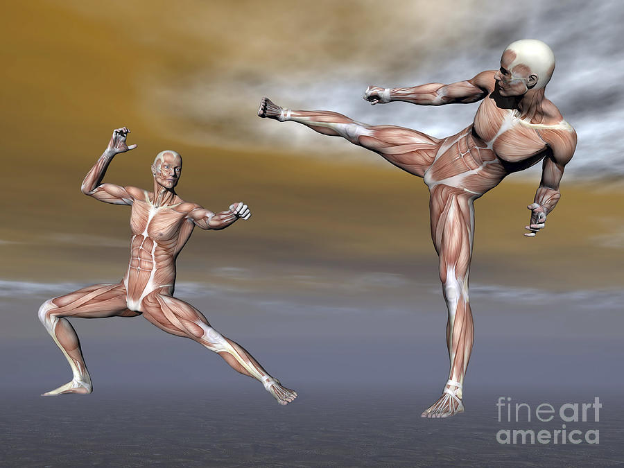 Male Musculature In Fighting Stance Digital Art by Elena Duvernay