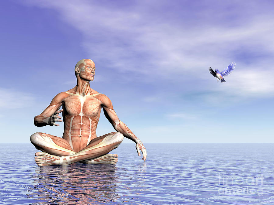 Male Musculature In Lotus Position Digital Art by Elena Duvernay