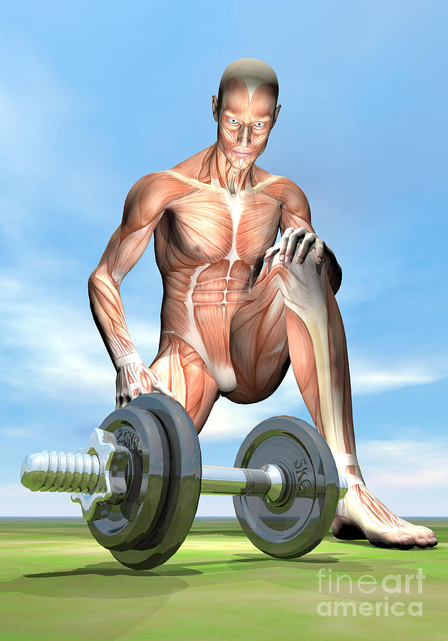 Male Musculature Looking At A Dumbbell Digital Art