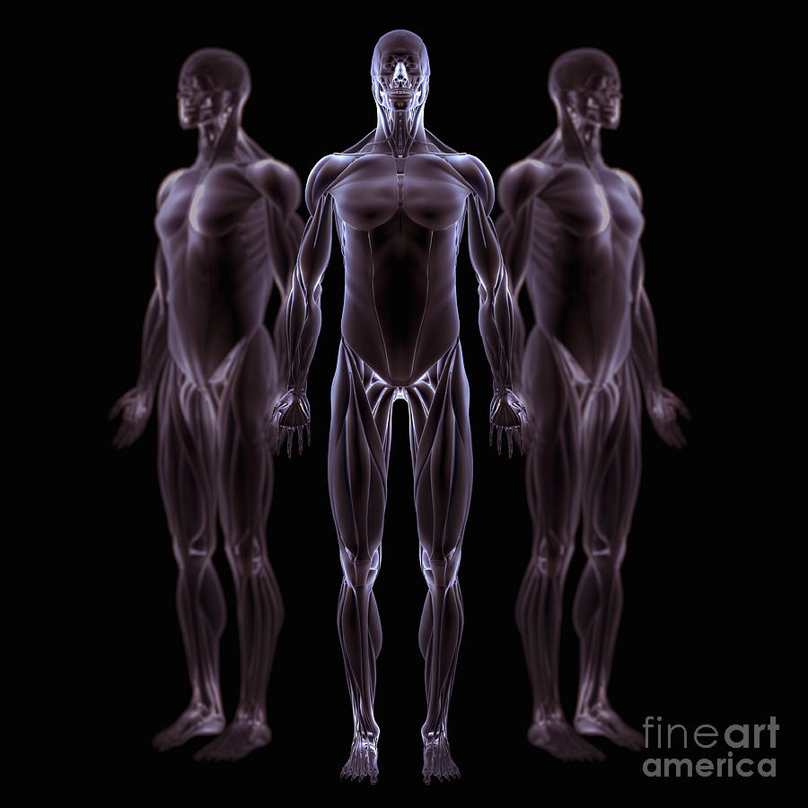 Male Musculature Photograph by Science Picture Co