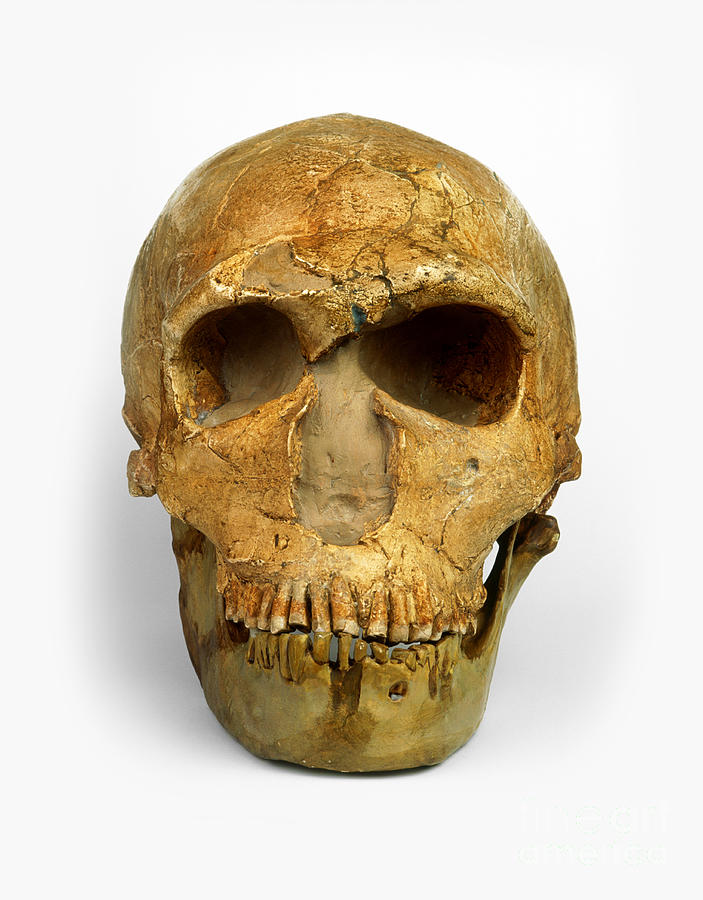 Male Neanderthal Skull Photograph by Harry Taylor / Dorling Kindersley / Natural History Museum, London
