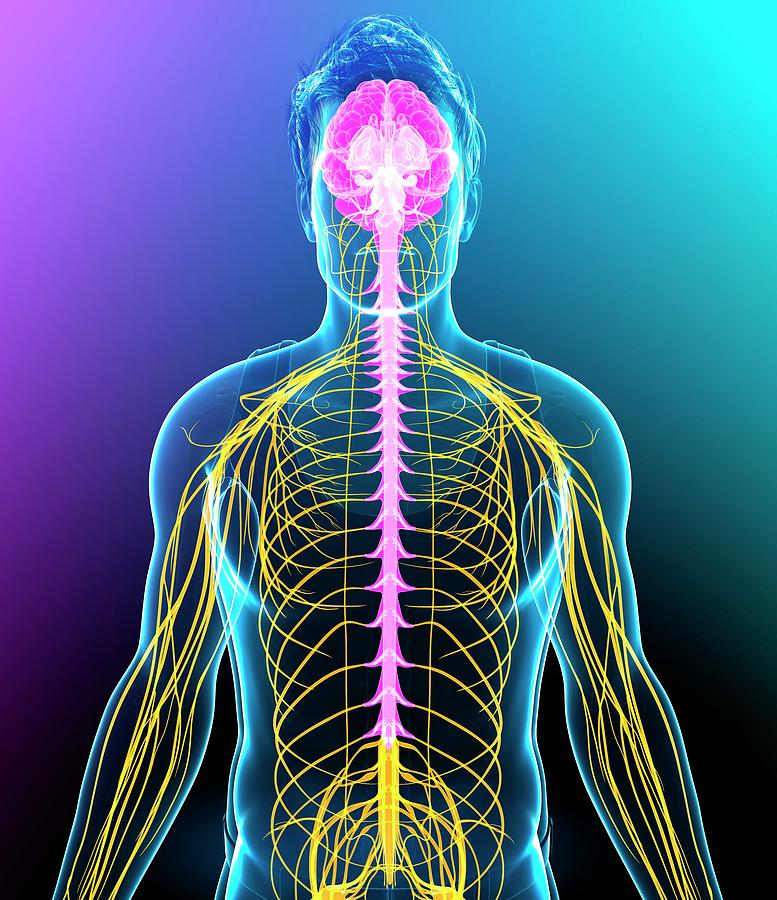 Male Nervous System Photograph by Pixologicstudio/science Photo Library ...