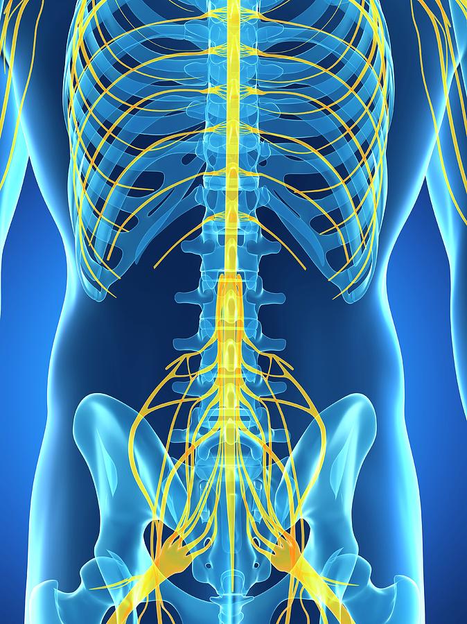 Male Nervous System by Sebastian Kaulitzki