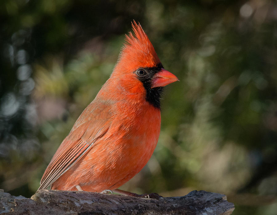 Male Northern Cardinal 3 Photograph by Kenneth Cole