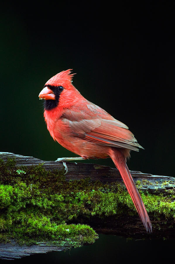 Nature Photograph - Male Northern Cardinal Cardinalis by Panoramic Images