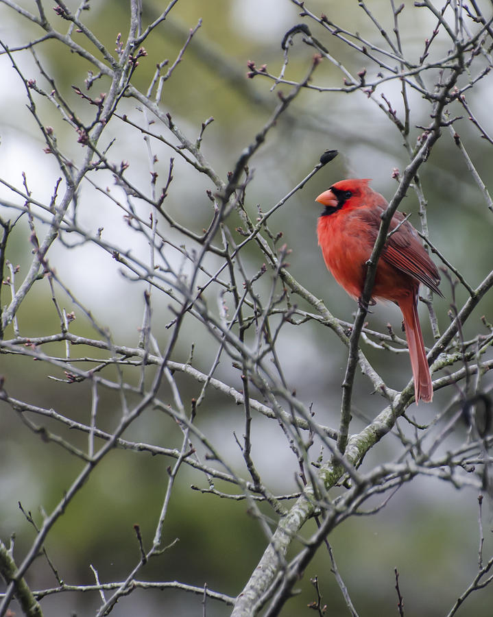 Male Northern Cardinal Photograph by Heather Applegate