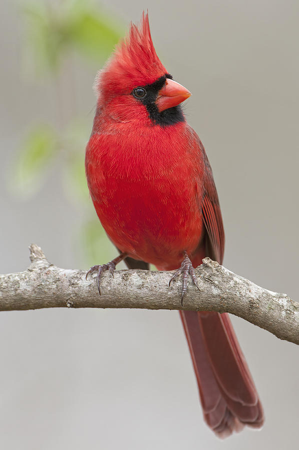 Cardinal Photograph - Male Northern Cardinal in January by Bonnie Barry