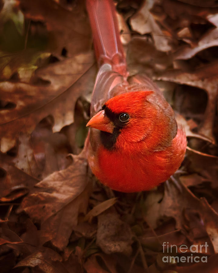 Male Northern Cardinal Photograph by Jemmy Archer