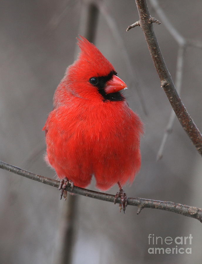 Cardinal Photograph - Male Northern Cardinal by Ken Keener
