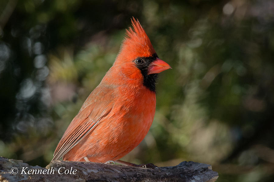 Male Northern Cardinal Photograph by Kenneth Cole