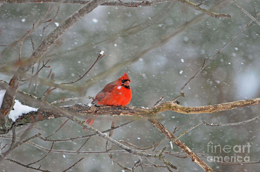 Male Northern Cardinal Photograph by Lila Fisher-Wenzel