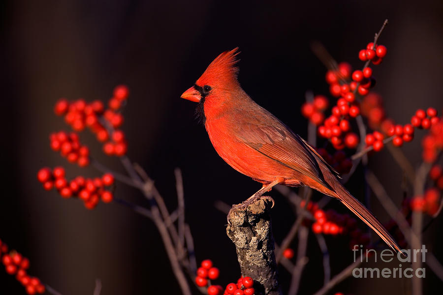 Male Northern Cardinal Photograph by Marie Read
