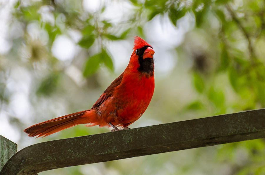 Cardinal Photograph - Male Northern Cardinal by Maureen E Ritter