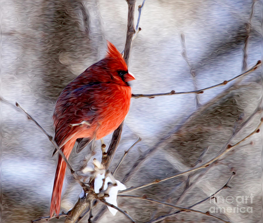 Male Northern Cardinal Oil Paint Effect Photograph by Clare VanderVeen