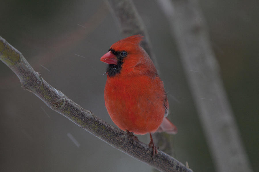 Male Northern Cardinal Photograph by Steve Gravano