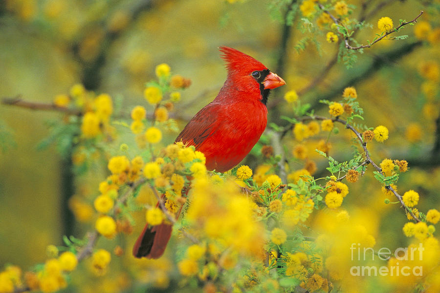 Cardinal Photograph - Male Northern Cardinal by Thomas and Pat Leeson