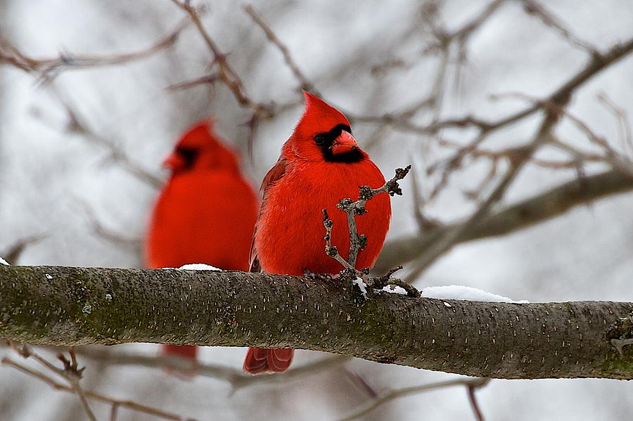 Male Northern Cardinals Photograph By Dan Ferrin - Fine Art America