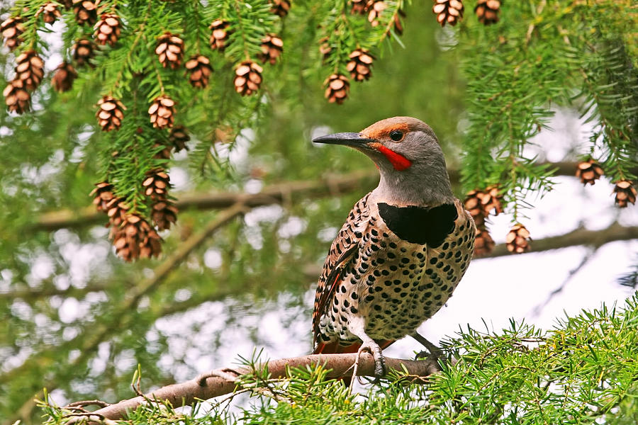 Male Northern Flicker Photograph by Peggy Collins