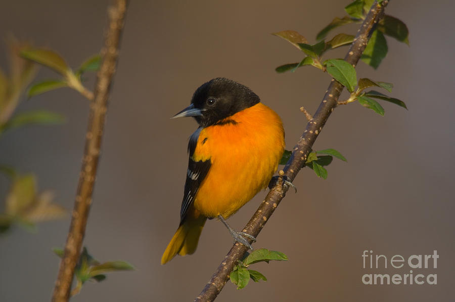 Baltimore Orioles Photograph - Male Northern Oriole by Thomas and Pat Leeson