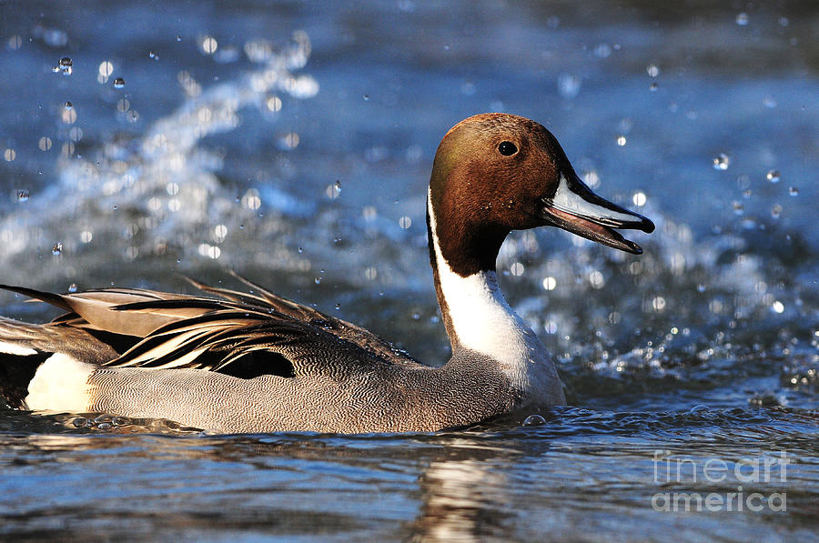 Male Northern Pintail  Photograph by Olivia Hardwicke