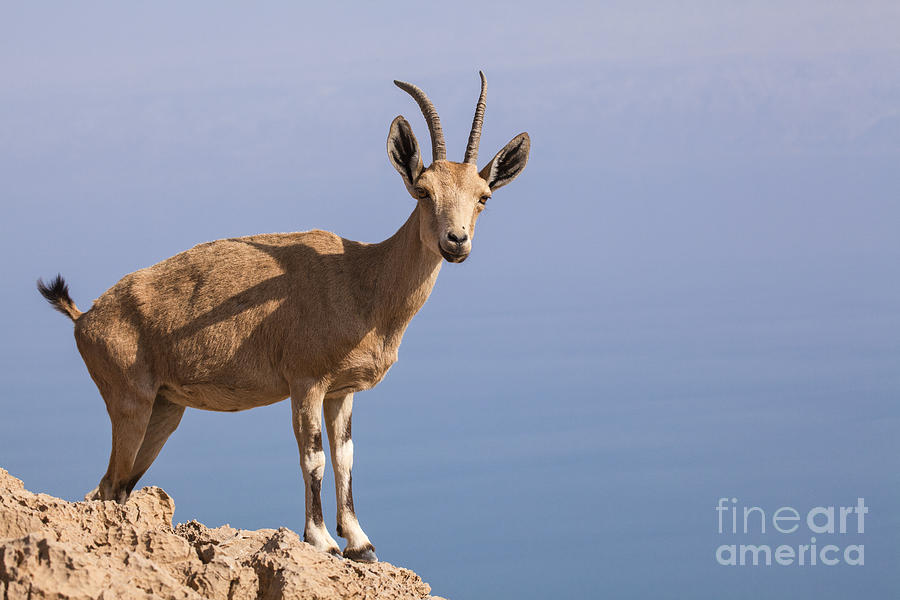 Male Nubian Ibex 1 Photograph by Eyal Bartov