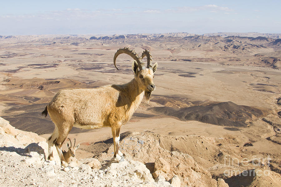 Nature Photograph - Male Nubian Ibex Capra ibex nubiana 1 by Eyal Bartov