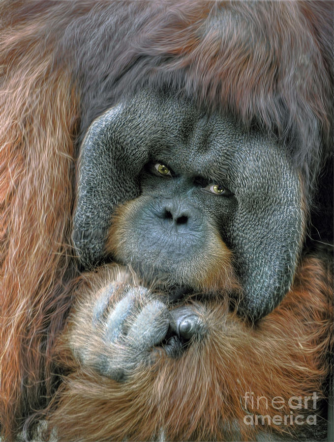 Male Orangutan  Digital Art by Savannah Gibbs