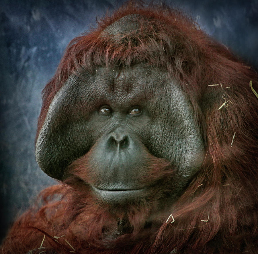  Male  Orangutan  Photograph by Wendy Salisbury Photography