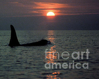 Sunset Photograph - Male Orca at Sunset off San Juan Island Washington 1986 by Monterey County Historical Society