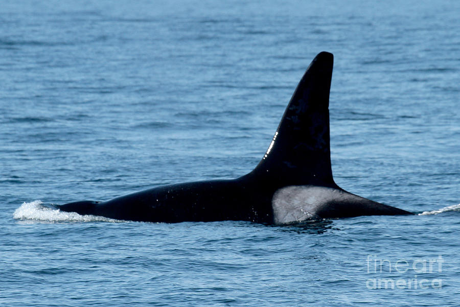 Whale Photograph - Male Orca Killer Whale in Monterey Bay 2013 by Monterey County Historical Society