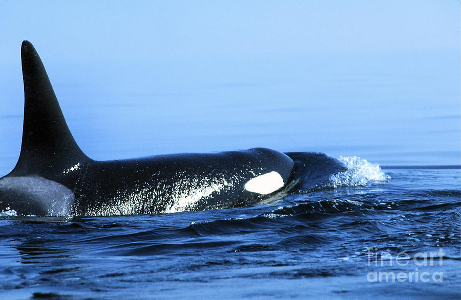 Whale Photograph - Male Orca off the San Juan Islands Washington 1986 by Monterey County Historical Society