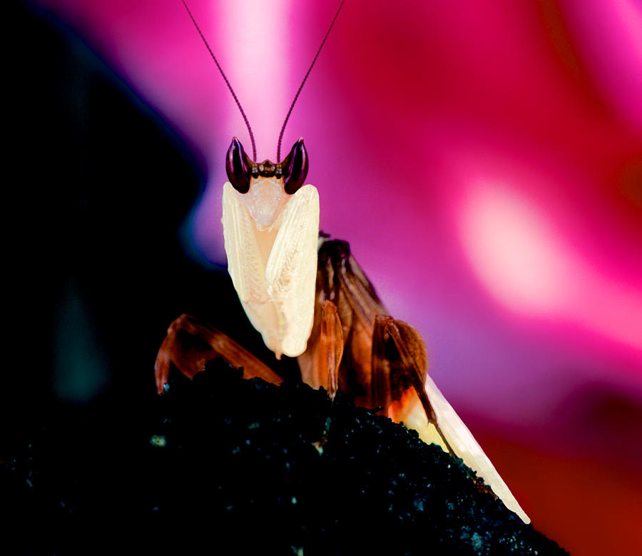 Male Orchid Mantis In Front Of A Red Rose Photograph by Leslie Crotty ...