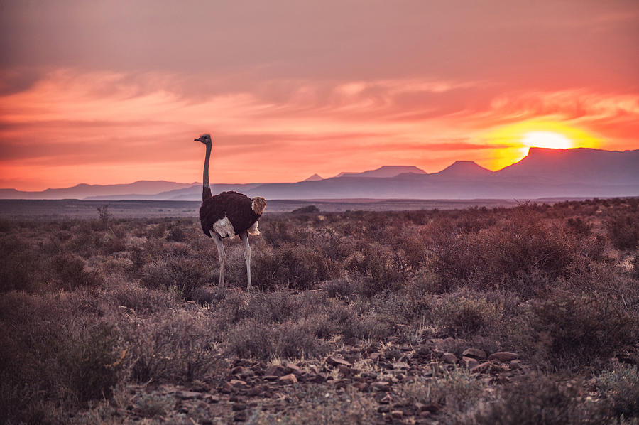 Male Ostrich at Sunset Photograph by Wilpunt