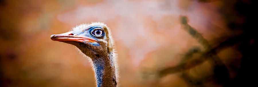 Male Ostrich Photograph