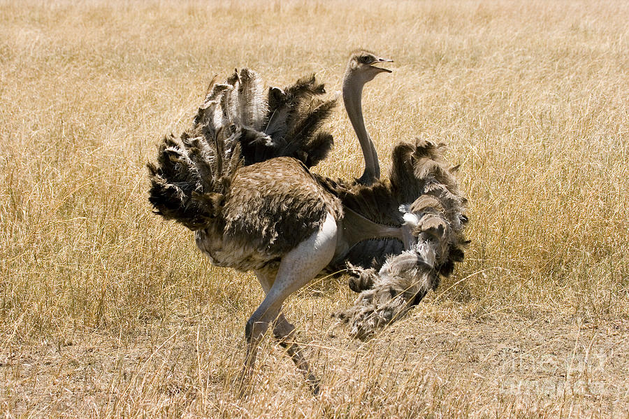 Male Ostrich Performing Distraction Photograph by Gregory G Dimijian MD