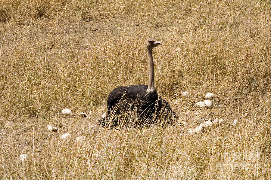 Male Ostrich Sitting On Communal Eggs Photograph by Gregory G. Dimijian, M.D.