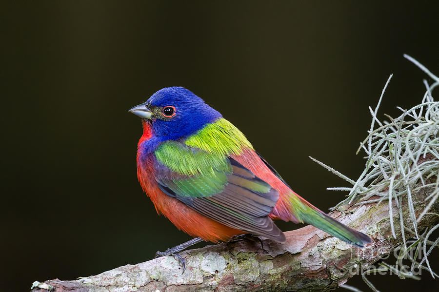 Male Painted Bunting Fernandina Beach Florida Photograph by Dawna Moore Photography