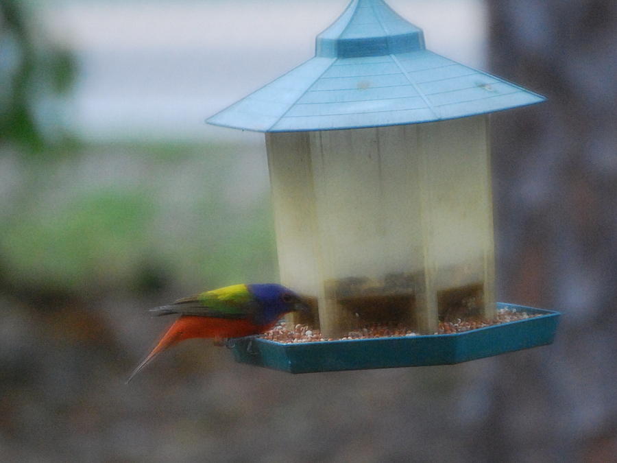 Migratory Bird Photograph - Male Painted Bunting by Robert Floyd