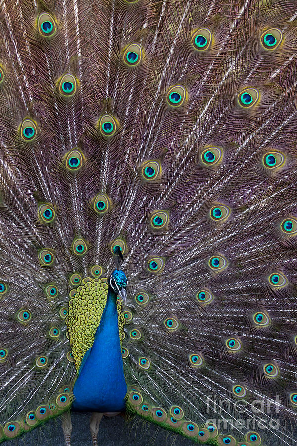 Male Peacock   #9053 Photograph