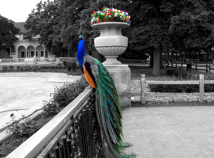 Male Peacock Bird Selective Coloring Photograph by Thomas Woolworth