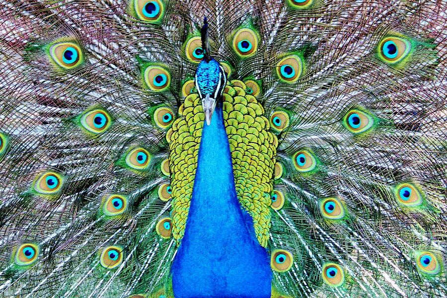 Peacock Photograph - Male Peacock by Cynthia Guinn