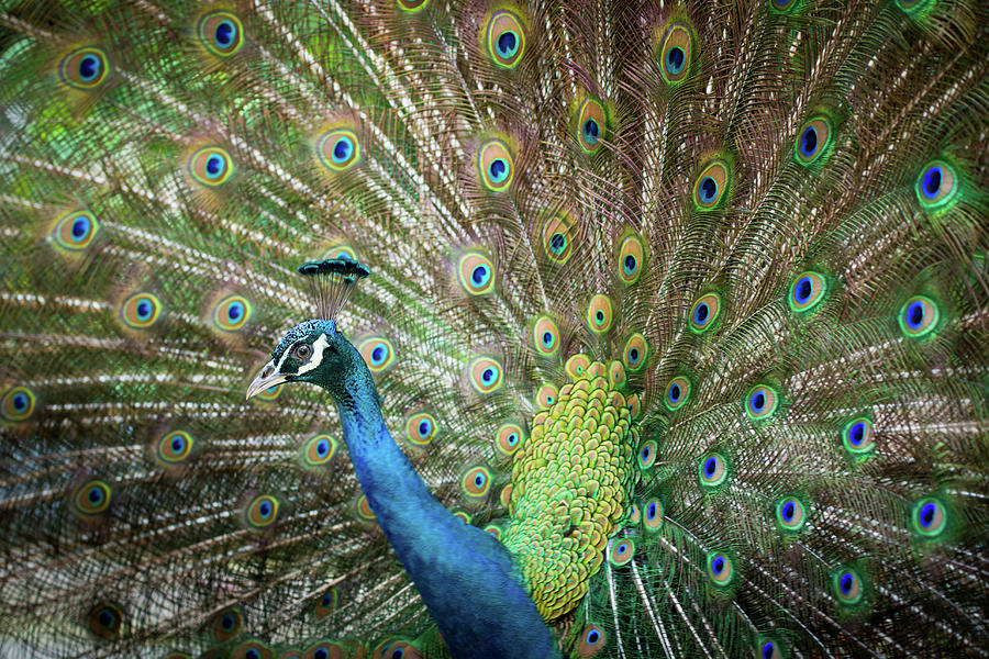 Male Peacock Displaying Photograph by Pan Xunbin