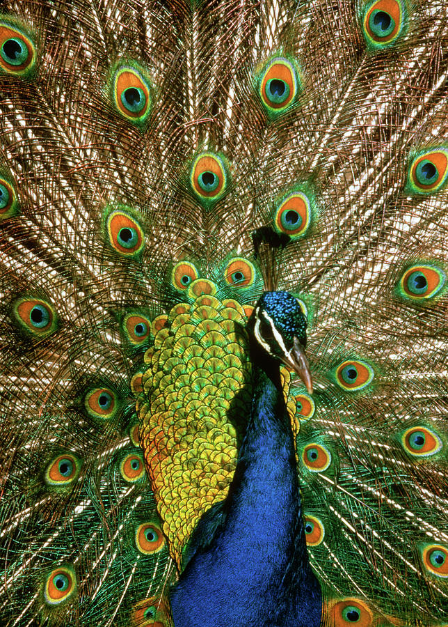 Pattern in male peacock feathers For sale as Framed Prints, Photos