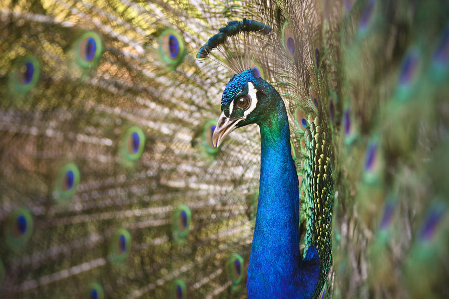 Male Peacock Photograph by John Magyar Photography