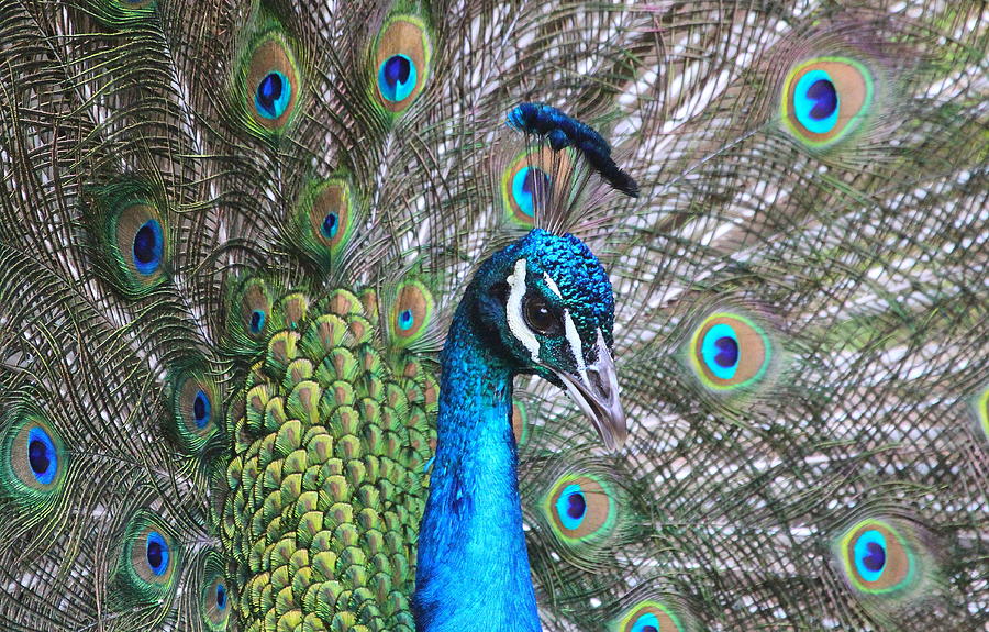 Peacock Photograph - Male Peacock by Ken Keener